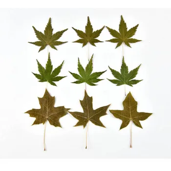 60 adet Kurutulmuş Preslenmiş 4-6cm Yeşil Akçaağaç Yaprağı Bitki Herbaryum Takı İmi Kartpostal telefon kılıfı Davetiye Kartı DIY